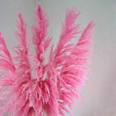 Pink Feather Pampas Grass Bunch