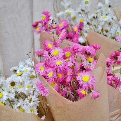 Pink Giant Daisies Dried Flower Bunch