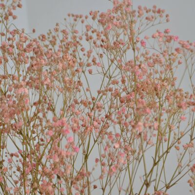 Pink Gypsophelia Bunch