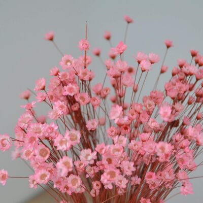 Pink Mini Daisies Dried Flower Bunch With Vase