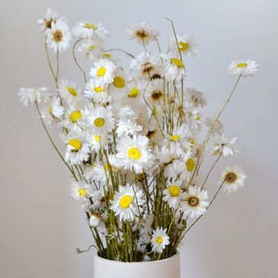 White Giant Daisies Dried Flower Bunch
