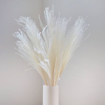 White Miscanthus - Bunch of 10