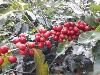 Café vert 1 Kilo Myanmar 4