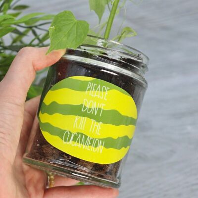 Don't Kill Me' Mini Melons Jar Grow Kit