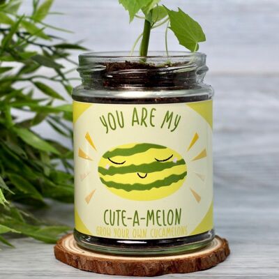 Mini Melon Jar Grow Kit