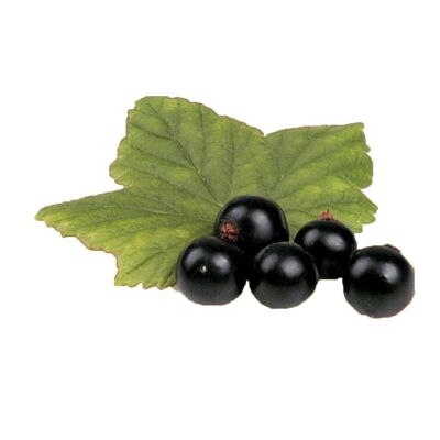 Ribes nero liofilizzato