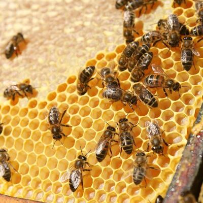 ATELIER « Dans la peau d'une abeille » - 8 enfants