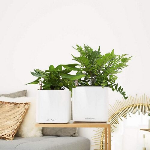 LECHUZA CUBE Glossy 16 White HighGloss Poly Resin Table Self-watering Planter H16 L17 W17 cm, 1.4 ltrs Cap.