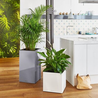 LECHUZA CANTO 40 High White High Gloss Poly Resin Floor Self-watering Planter with Substrate H76 L40 W40 cm, 121.6 ltrs Cap.