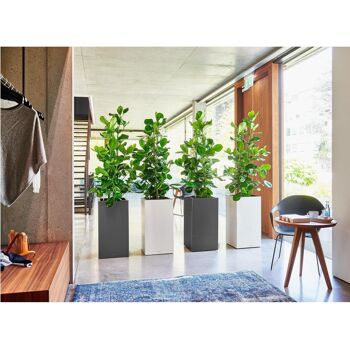 LECHUZA CANTO 40 High White High Gloss Poly Resin Floor Auto-arrosage Planter with Substrate H76 L40 W40 cm, 121,6 ltrs Cap. 5