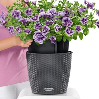 LECHUZA NIDO Cottage 28 Jardinière Auto-Arrosante Suspendue en Résine Poly Gris Clair avec Substrat D27 H23 cm, Bouchon 6 litres. 7