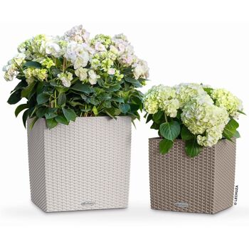 LECHUZA CUBE Cottage 40 Jardinière à arrosage automatique au sol en résine poly gris clair avec substrat H40 L40 W40 cm, 31 ltrs Cap. 1