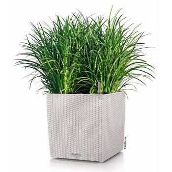 LECHUZA CUBE Cottage 40 Jardinière à arrosage automatique au sol en résine poly gris clair avec substrat H40 L40 W40 cm, 31 ltrs Cap. 9