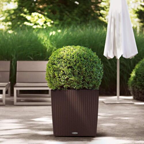 LECHUZA CUBE Cottage 50 Sand Brown Poly Resin Floor Self-watering Planter with Substrate H50 L50 W50 cm, 61 ltrs Cap.