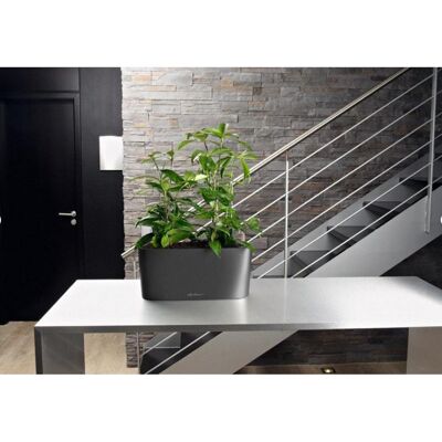 LECHUZA DELTA 10 Charcoal Metallic Poly Resin Table Self-watering Planter with Substrate H13 L30 W11 cm, 4 ltrs Cap.
