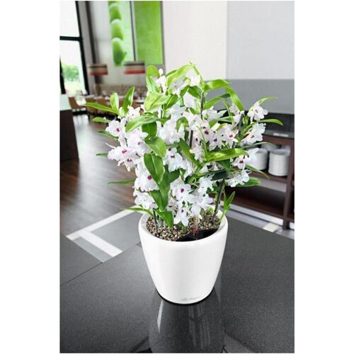 LECHUZA CLASSICO 35 LS White High-Gloss Poly Resin Floor Self-watering Planter with Substrate D35 H33 cm, 32 ltrs Cap.