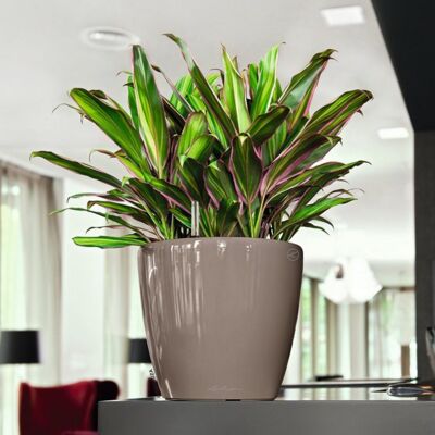 LECHUZA CLASSICO 50 LS Shiny Taupe Poly Resin Floor Self-watering Planter with Substrate D50 H47 cm, 92 ltrs Cap.