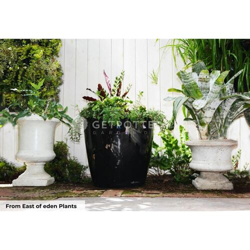 LECHUZA QUADRO LS 43 Black High-Gloss Poly Resin Floor Self-watering Planter with Substrate H40 L43 W43 cm, 74 ltrs Cap.
