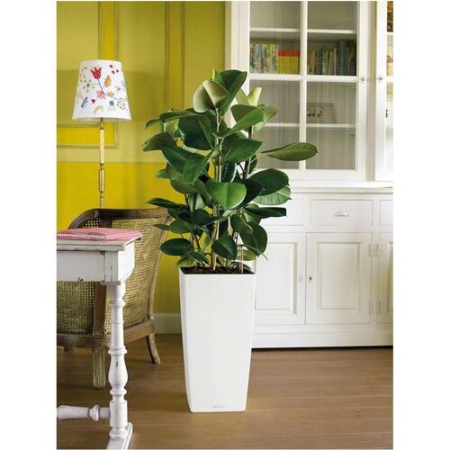 LECHUZA CUBICO 30 White High-Gloss Poly Resin Floor Self-watering Planter with Substrate H56 L30 W30 cm, 50 ltrs Cap.