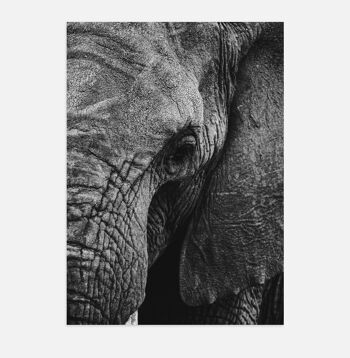 Affiche Poster - Éléphant 1