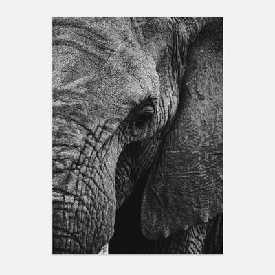 Affiche Poster - Éléphant