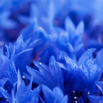 Particule décorative Pétales de bleuet 30 ml 2