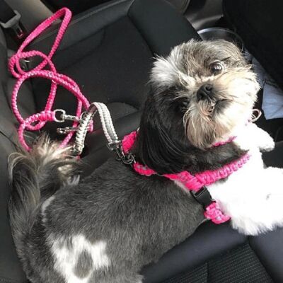 Dog Seatbelts , Pink