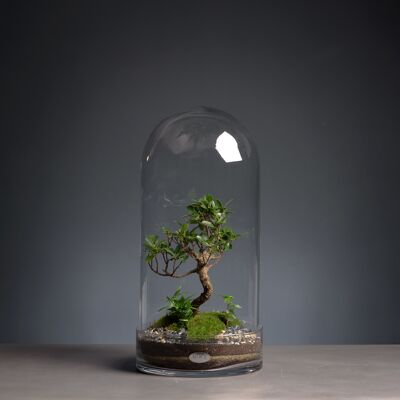 Terrarium - Curiosity Small