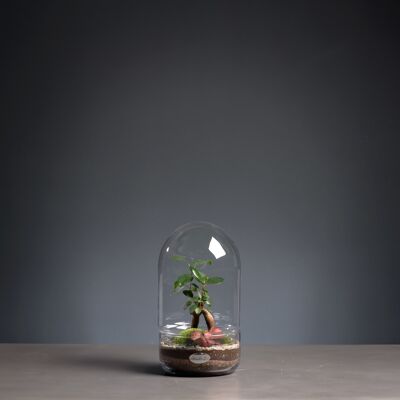 Terrarium - Iconic 2