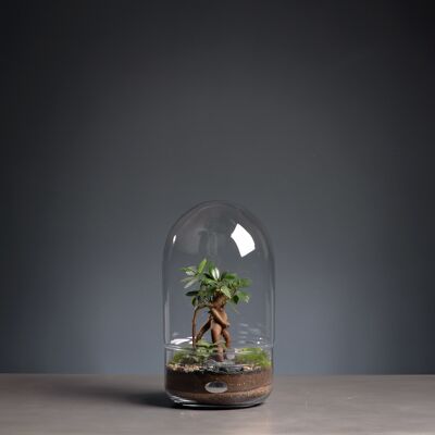 Terrarium - Iconic 1