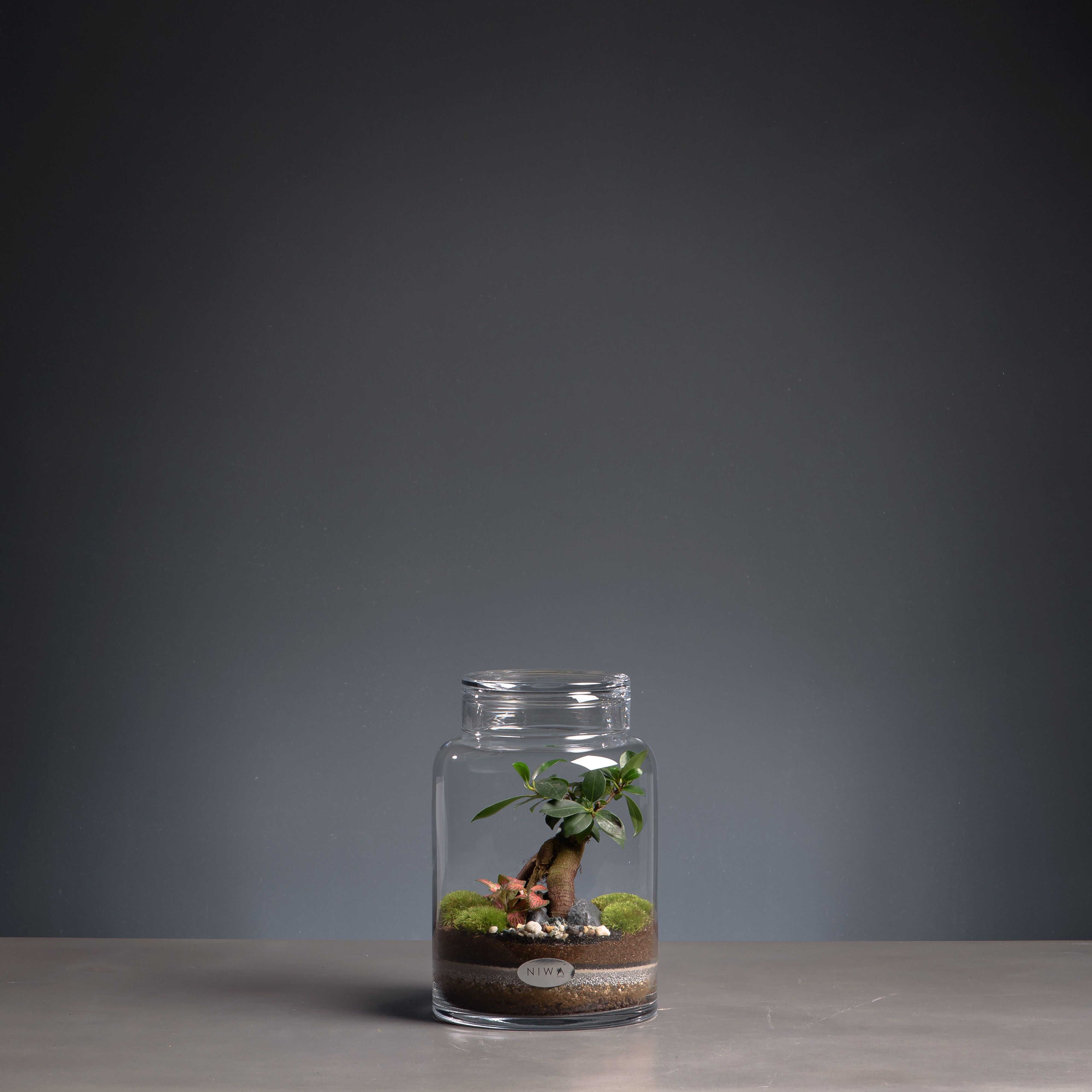 Buy wholesale Terrarium Pure