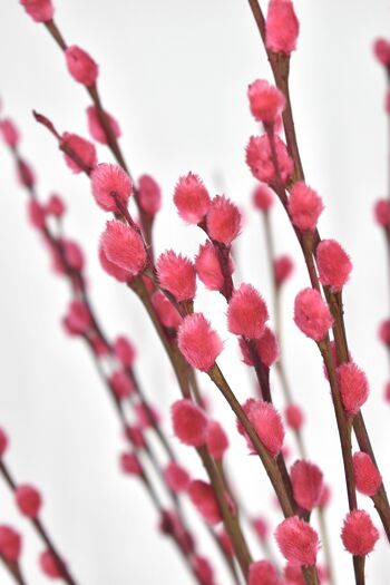 Chatons Salix Saule Rose - 70 cm 2