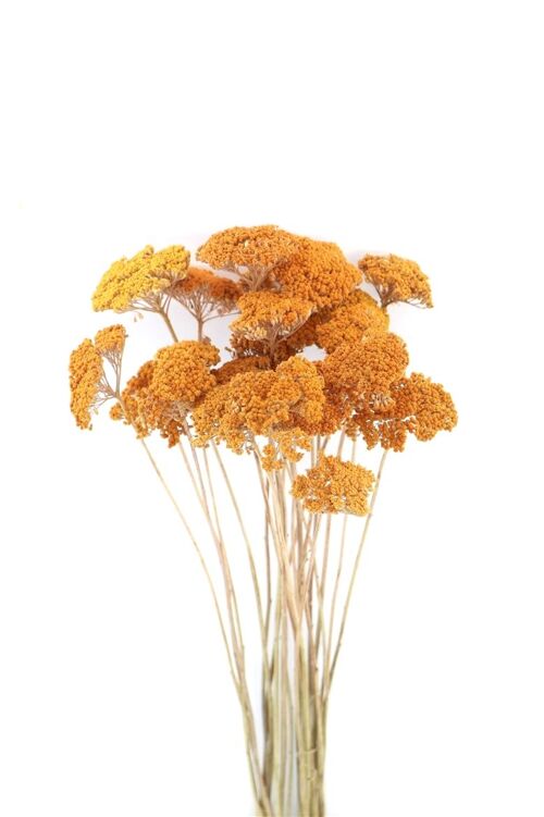Droogbloemen -  Achilea oranje -  60 cm