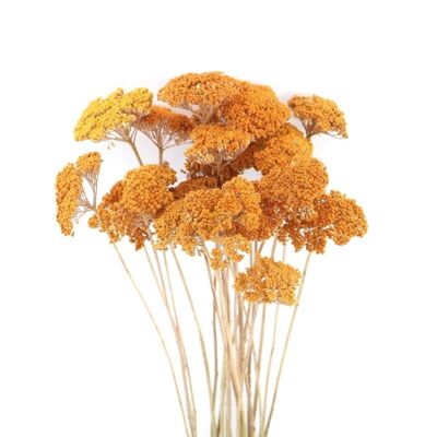 Dried flowers - Achilea orange - 60 cm