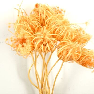 Dried flowers - Ammi Majus - 70 cm