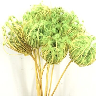 Dried flowers - Ammi Majus - Green