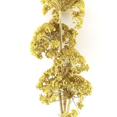 Dried flowers - Ferule - yellow