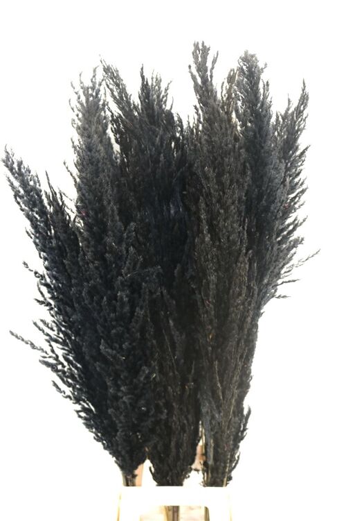 Droogbloemen - pampas pluimen -  zwart 100 cm