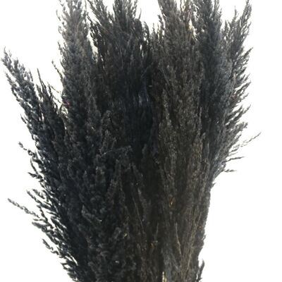 Flores secas - penachos de pampa - negro 100 cm