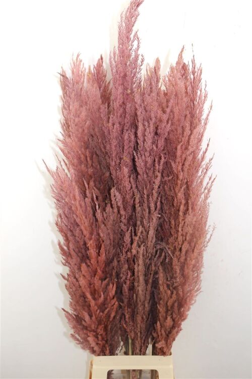 Droogbloemen - Pampas pluimen - roze - 100 cm