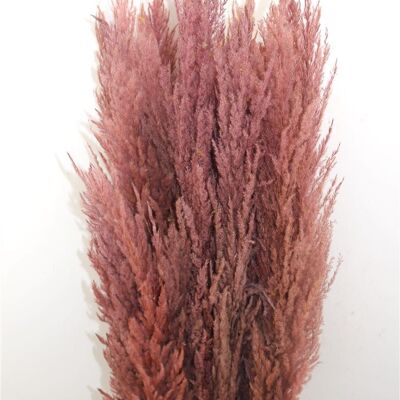 Fiori secchi - pennacchi di pampa - rosa - 100 cm