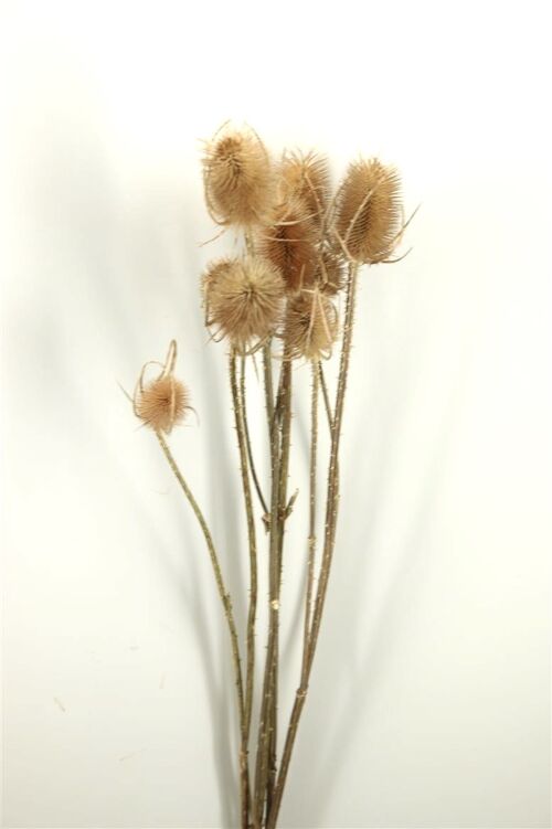 Droogbloemen - Kaardebol - Cardi Stella - naturel  - 70 cm