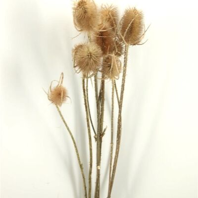 Fleurs séchées - Cardère - Cardi Stella - naturel - 70 cm