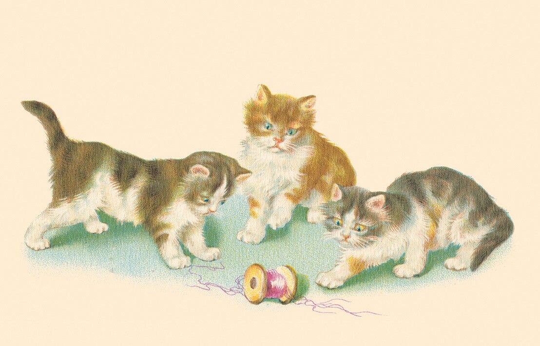 Bobina di gatti da cartolina