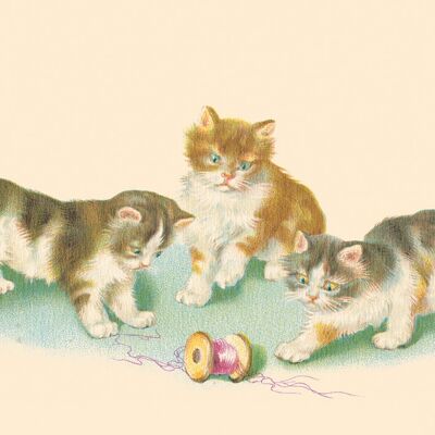 Postcard cats reel