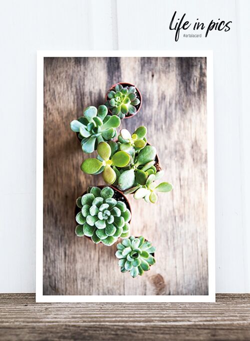Life in Pic's Foto-Postkarte: Mini Succulents HF