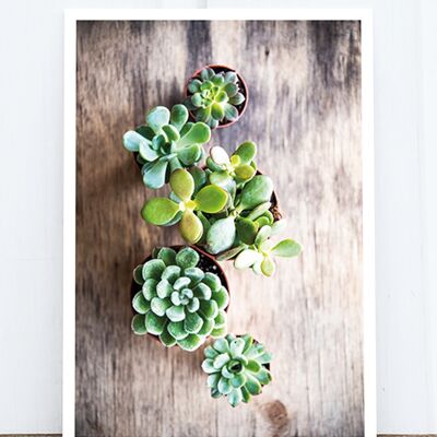 La vie dans la carte postale photo de Pic: Mini Succulents HF