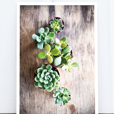 Life in Pic's Foto-Postkarte: Mini Succulents HF