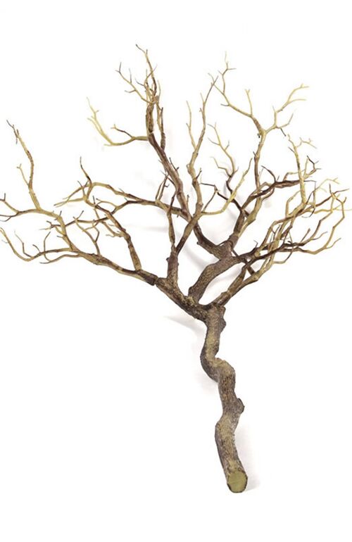 Branche d'arbre