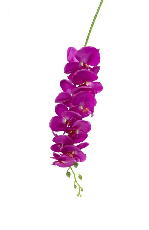 Orchidée Fuschia 1.50m *12 PCS